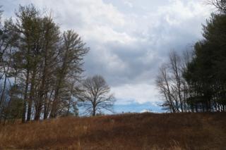 A leafless tree at the top of a hill.