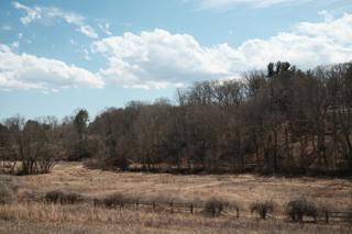 A fence in the foreground of a stand of trees.