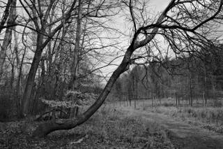 A tree trunk stretches over a path.