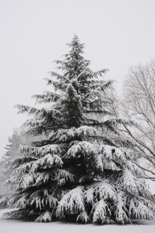 A snow covered fir tree.