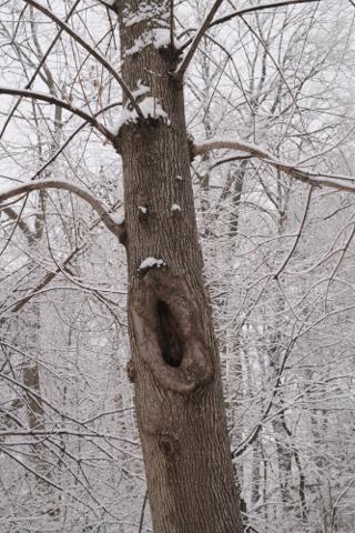 A tree trunk that looks like a face.