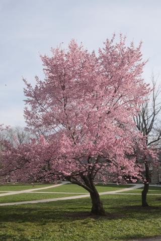 Cherry blossom tree.