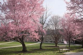 Cherry blossom trees in a campus quad.