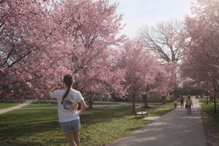 A young woman jumps in front of a cherry blossom tree.