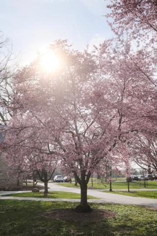 Sun filtered through cherry blossom blooms.