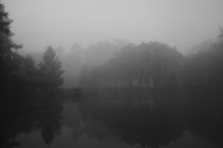 A foggy view of trees on the far bank of a pond.