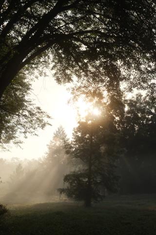 Light rays breaking above a stand of trees.