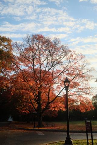 Tree with bright orange leaves at the corner of a street.