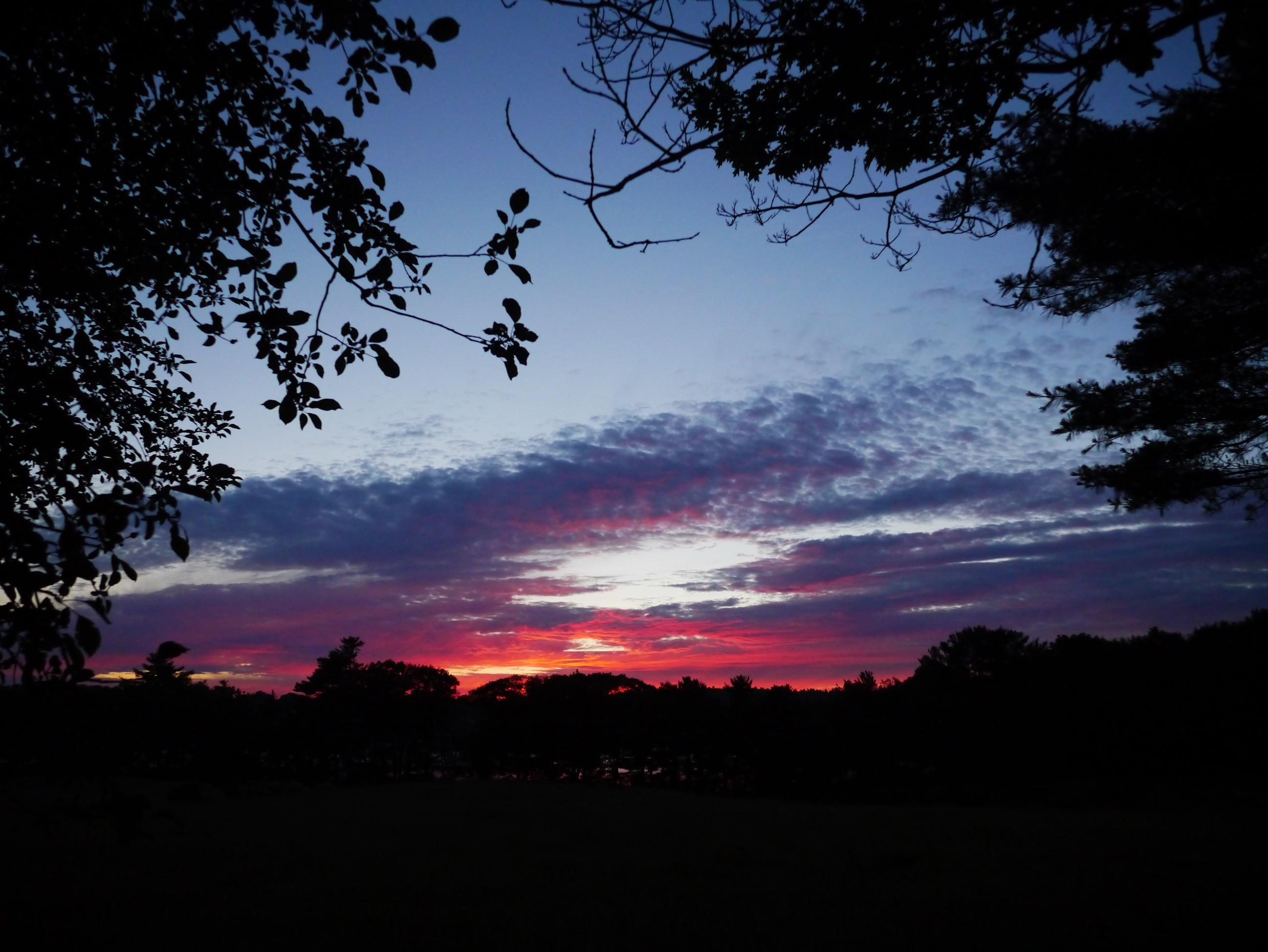 Purple-pink sunset viewed through the trees