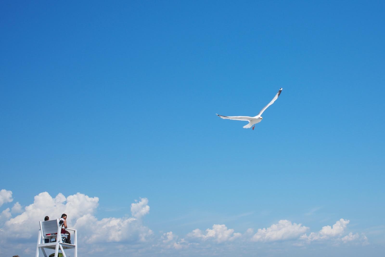 A seagull wheels over a beach. A lifeguard chair with two lifeguards on duty is in the middle distance.