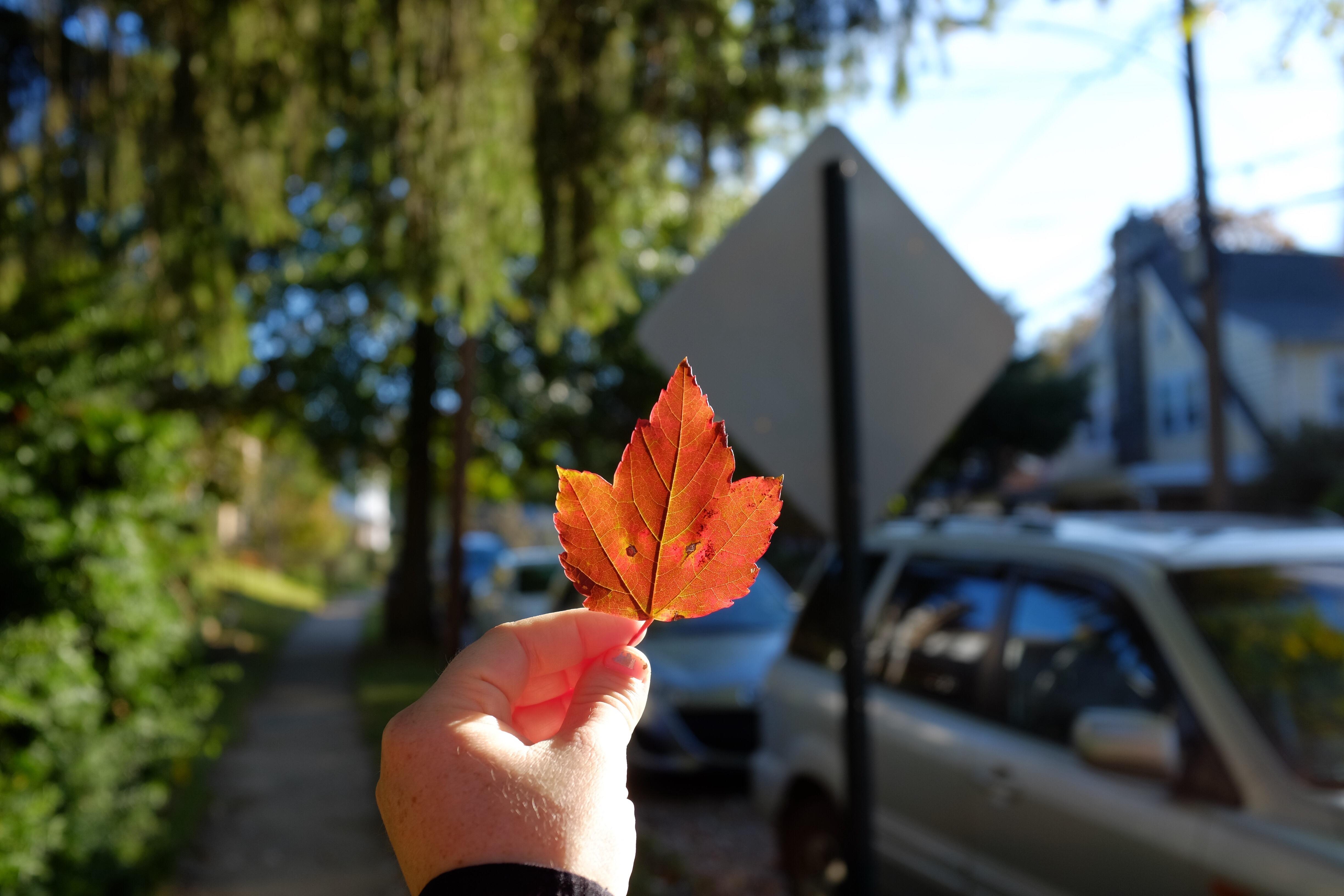 Backlit leaf with eyes