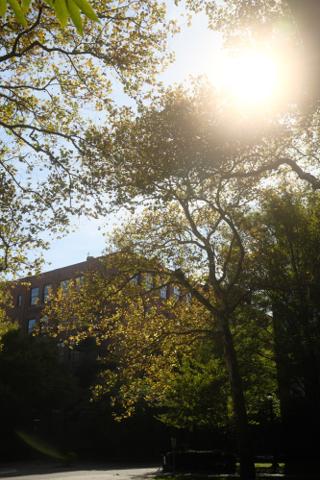 Light shining through the leaves of a tree.