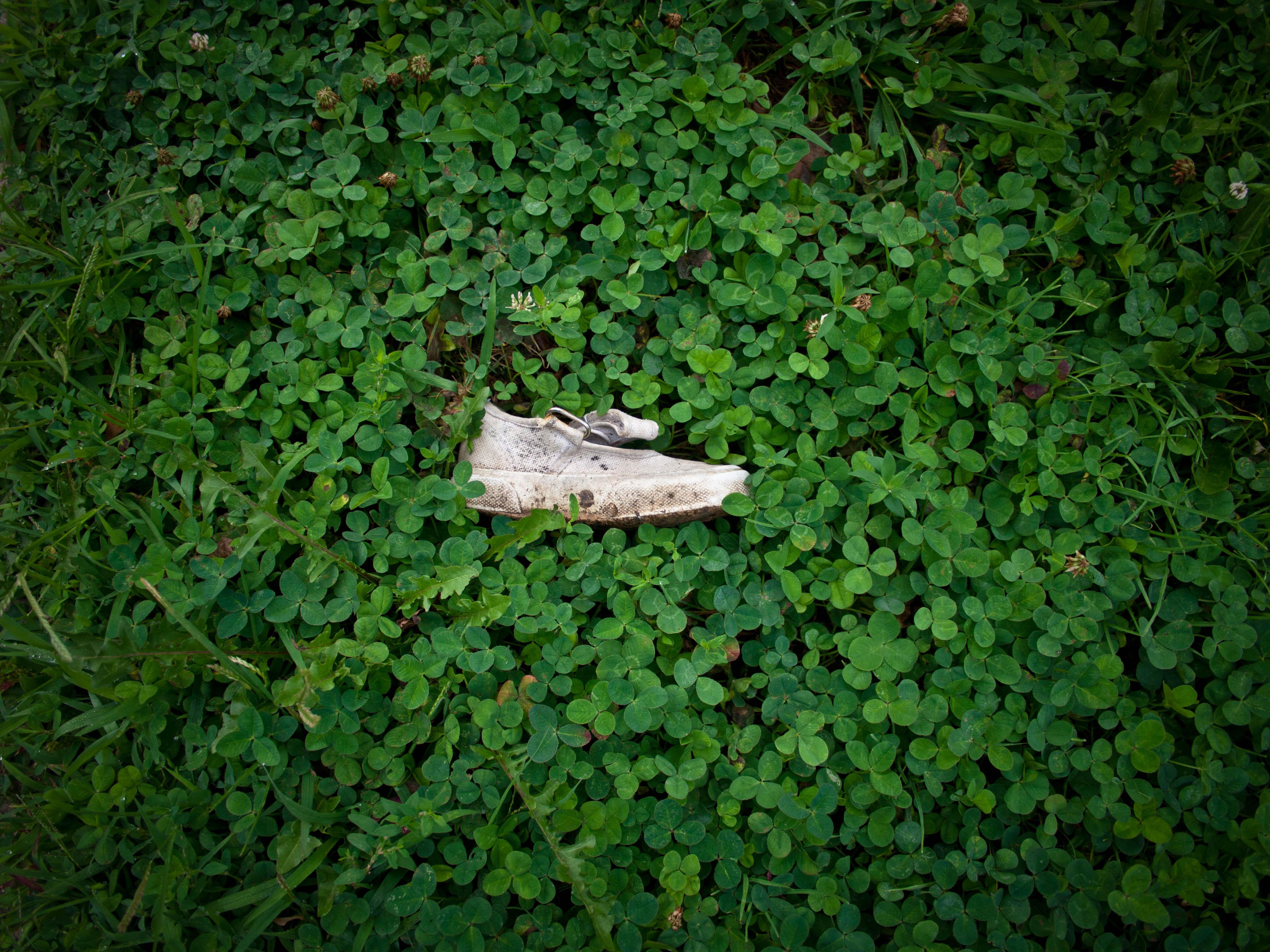 A single canvas shoe surrounded by grass and clover.