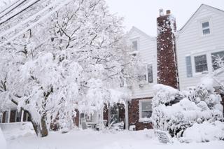 A tree heavily laden with snow.