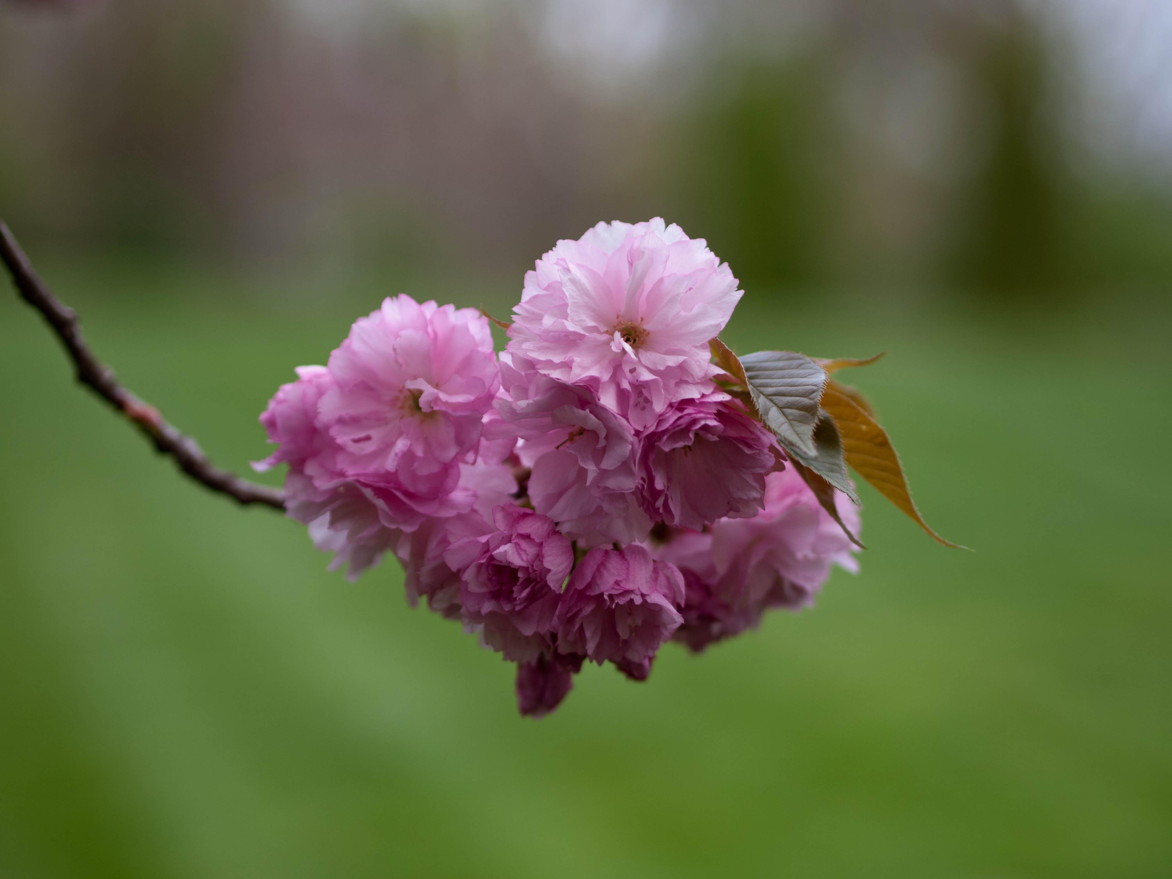 Close-up shot of a flower bloom.