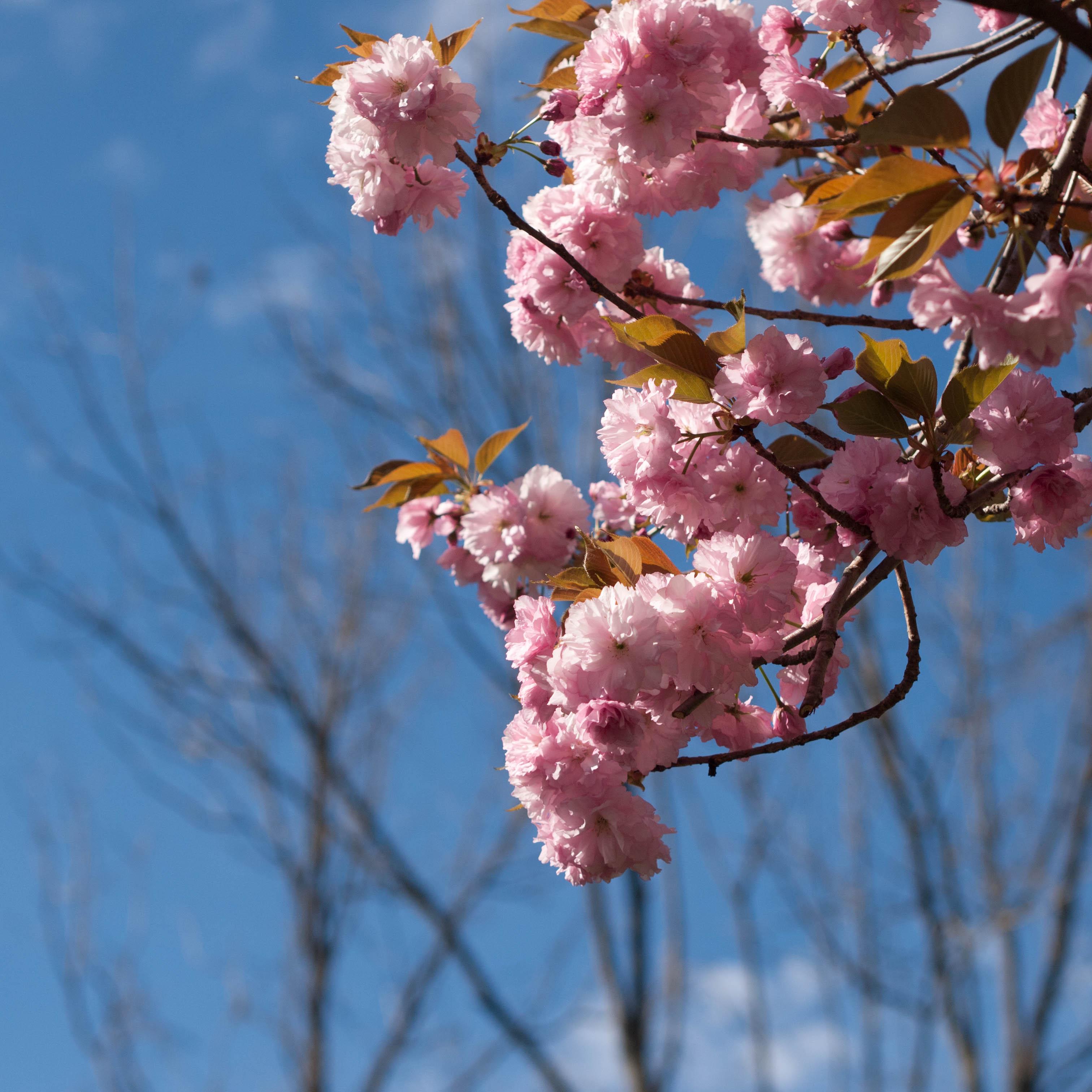 Blossoms