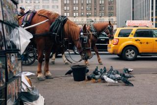 Horse and birds in Central Park, New York City.