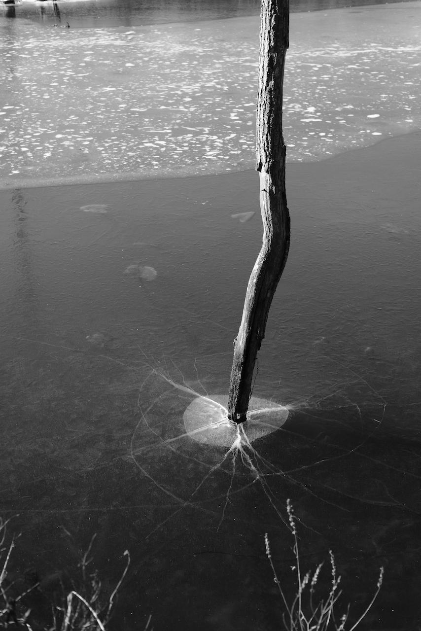 Tree emerging from cracked ice