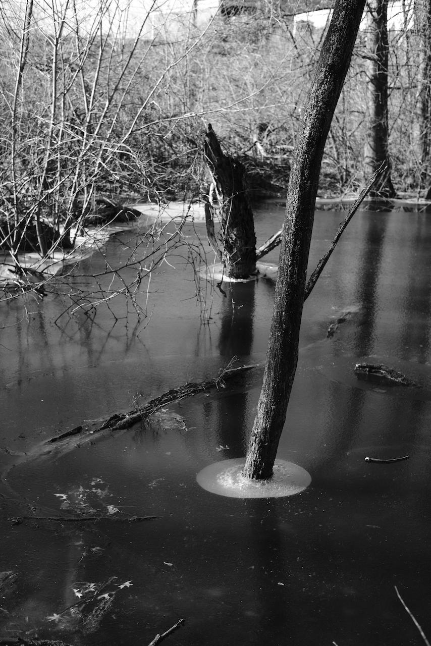 Perfect frozen circle around tree base