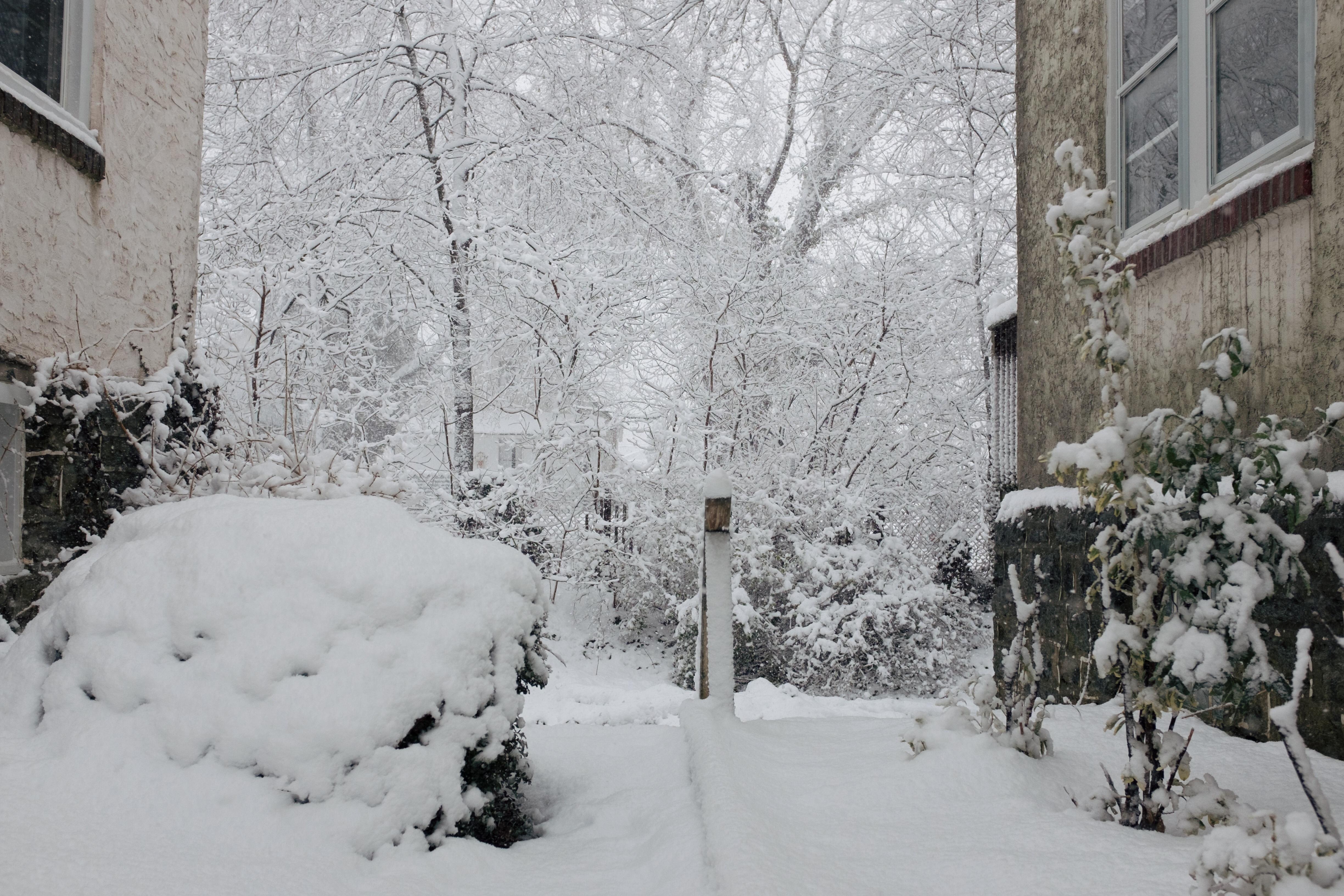 Snow-covered trees, shot from between two houses.