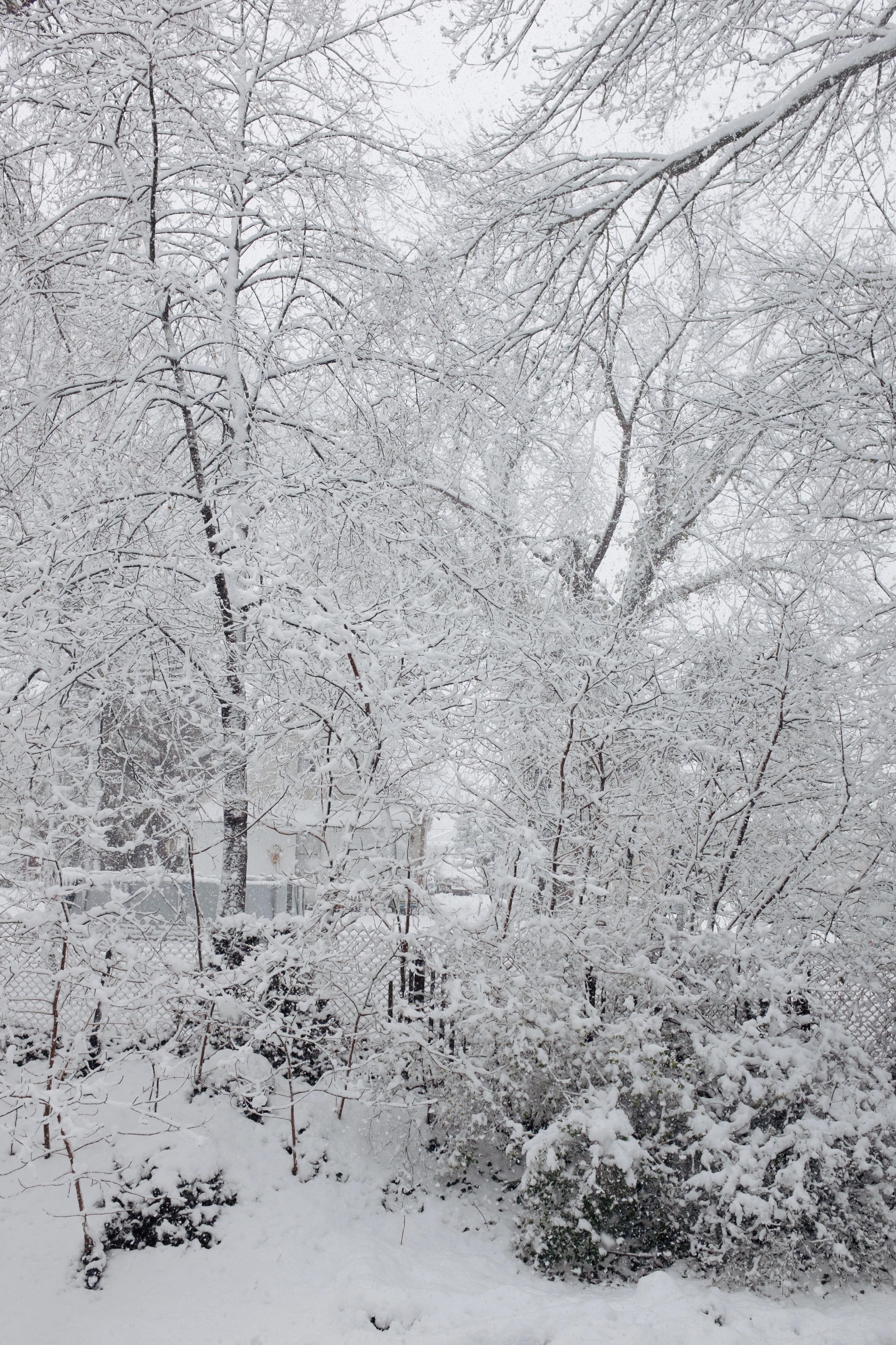 Snow settled on bushes and trees in a backyard.